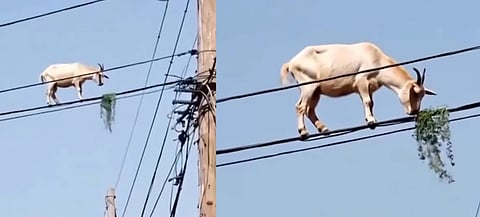goat