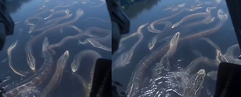 anacondas