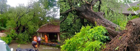 മഴക്കെടുതി; ചങ്ങനാശേരി മുൻസിഫ് കോടതിയിൽ നൂറുവർഷത്തിലേറെ പഴക്കമുള്ള പുളിമരം കടപുഴകി | Changanassery Munsif Court