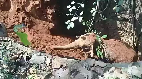 elephant