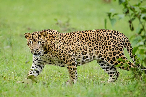 leapord