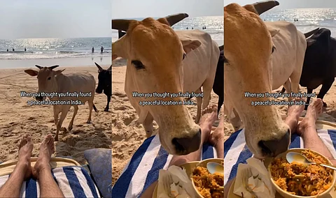Cow