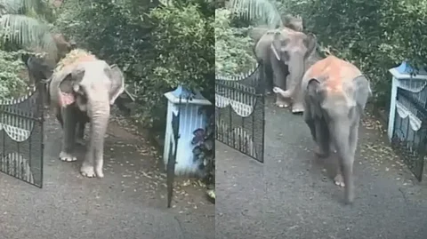wild elephant
