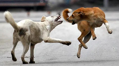 Stray dog attack in Kozhikode