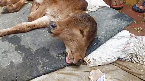 യു.പിയിൽ രണ്ട് തലയും മൂന്ന് കണ്ണുകളുമുള്ള പശുകിടാവ് പിറന്നു; പ്രാർത്ഥനകളും പൂജകളുമായി നാട്ടുകാർ, കൗതുകം നിറഞ്ഞ ദൃശ്യങ്ങൾ പുറത്ത്... വീഡിയോ | calf