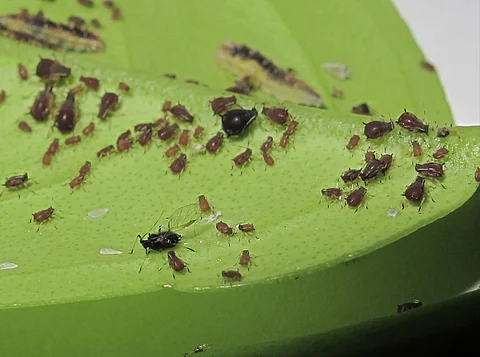 Cardamom aphids