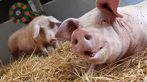 african swine fever