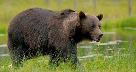 Bear attack in Thrissur