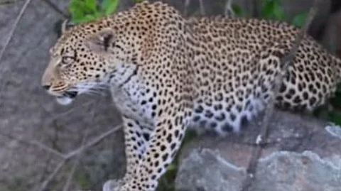 leopard found