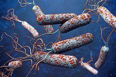 cholera