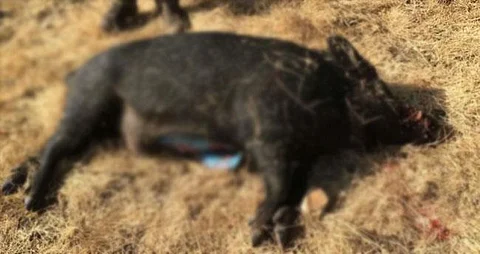 wildboar