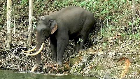 Kattukomban Padayappa