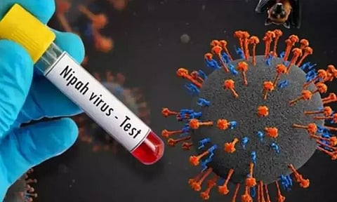 nipah virus