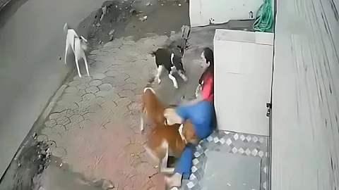 stray dogs