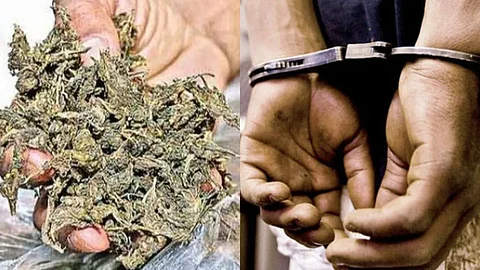 Cannabis