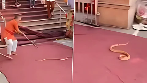 snake