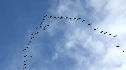 Why birds fly in a V shape