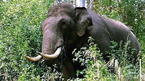 wild elephant attack