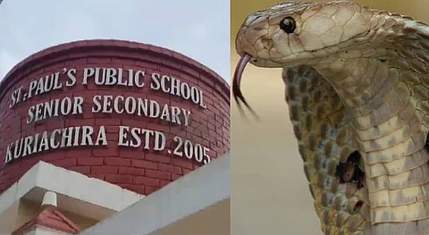 snake found