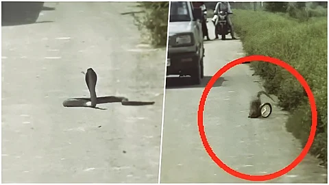 നടുറോഡിൽ പാമ്പും കീരിയും പോരാട്ടം: കാഴ്ചക്കാരായി നാട്ടുകാർ; അപൂർവ്വ ദൃശ്യങ്ങൾ കാണാം, വീഡിയോ | Snake
