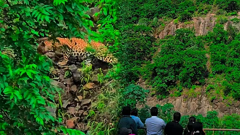 Leopard