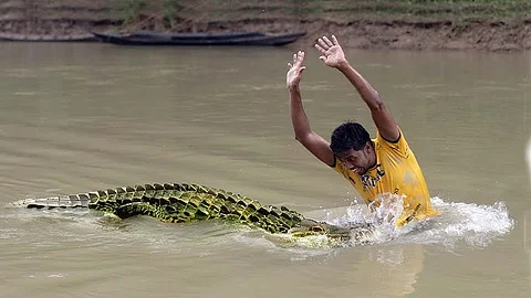 crocodile