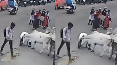 cow