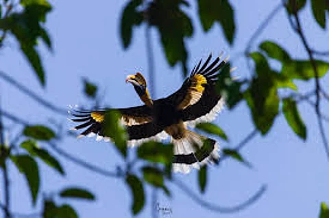 Hornbill