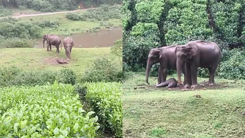 Wild elephant