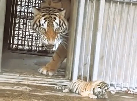 tigress bites cub
