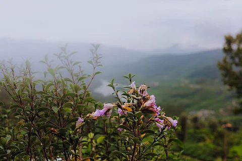 Club Mahindra Resort in Munnar