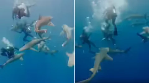 Shark attack