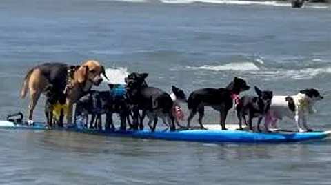 dogs surfing