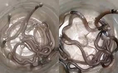 cobras