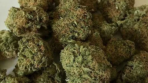 cannabis