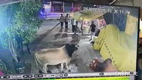 violent road bulls