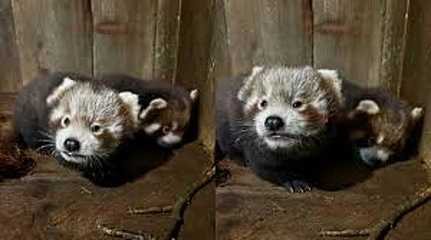 red panda cubs