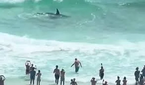 sharks and stingrays fight