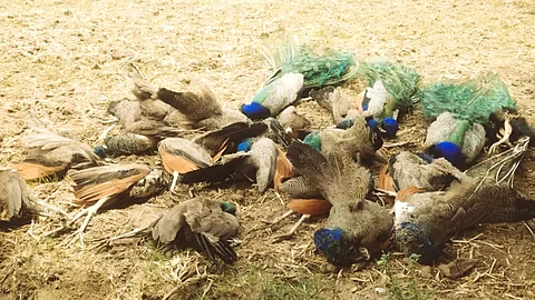 peacocks