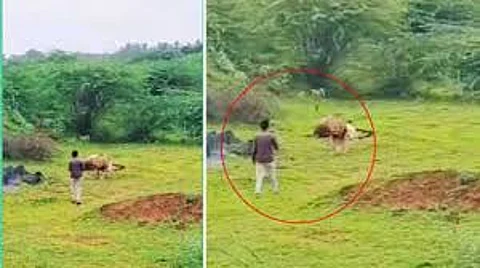 lion attacks