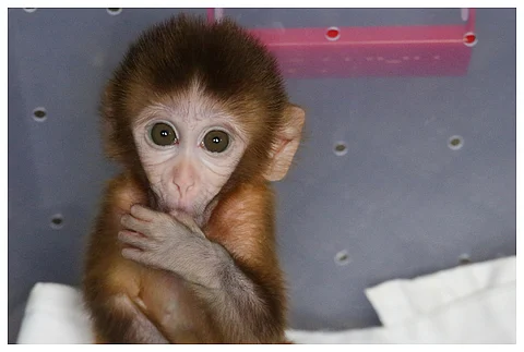 monkey rescue