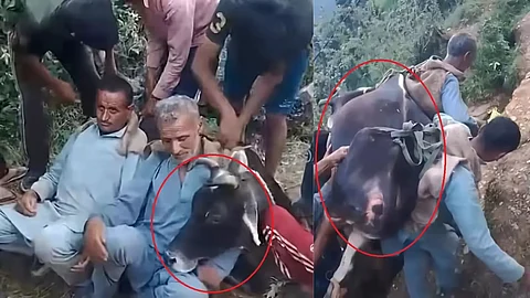 sick cow