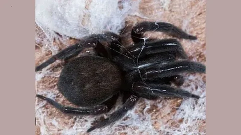 spider bite