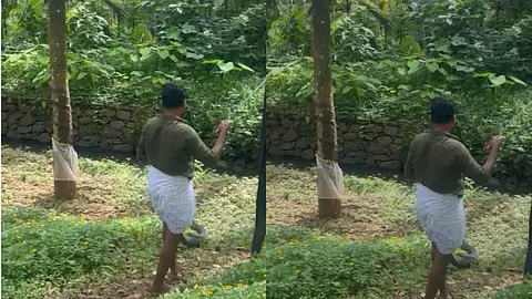 King cobra