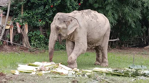 elephant