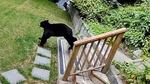 black bear