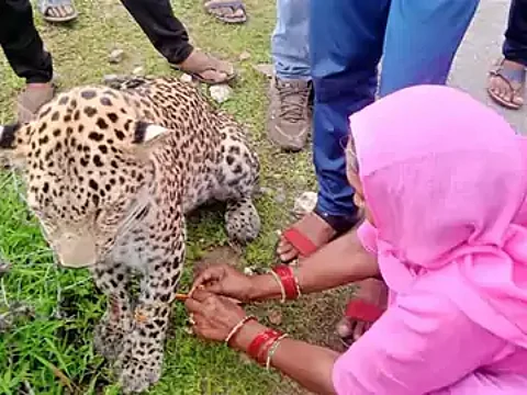 rakhi to leopard rakhi to leopard