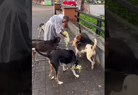 Woman feeds stray dogs