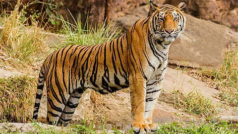 Tiger