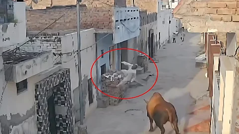 bull
